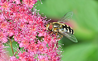 Hoverfly (male, Scaeva pyrastri)